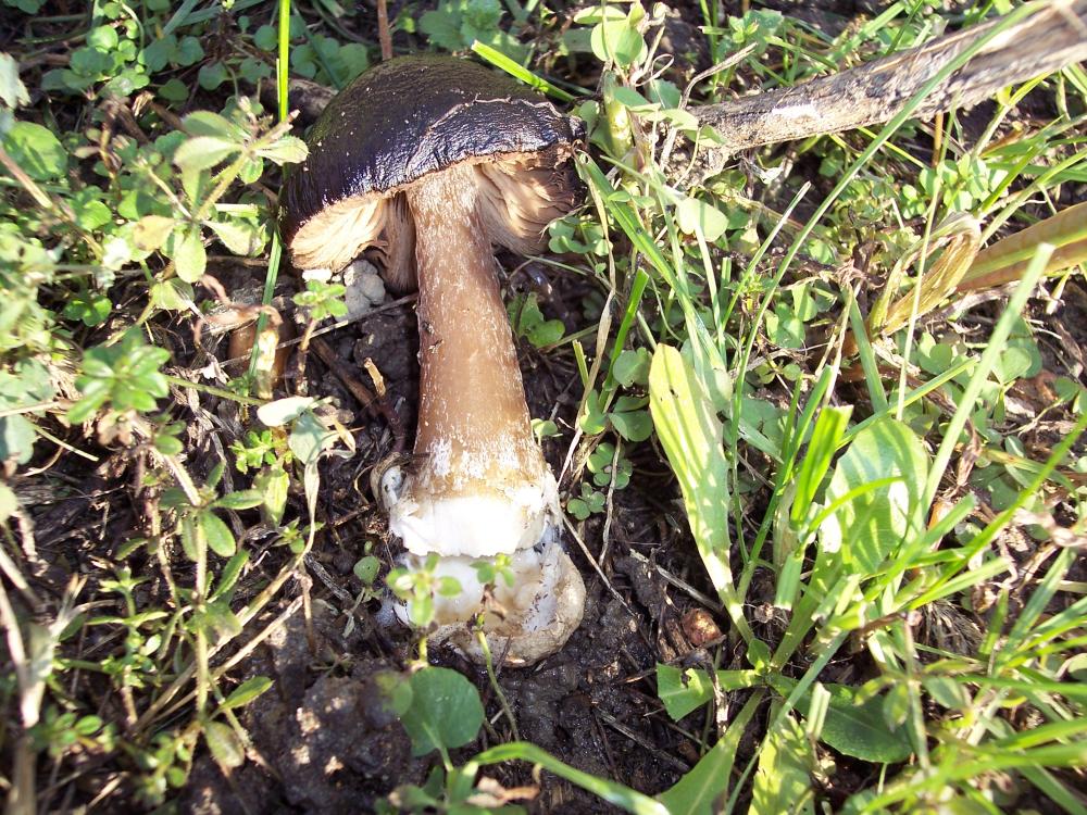 Volvaria da confermare